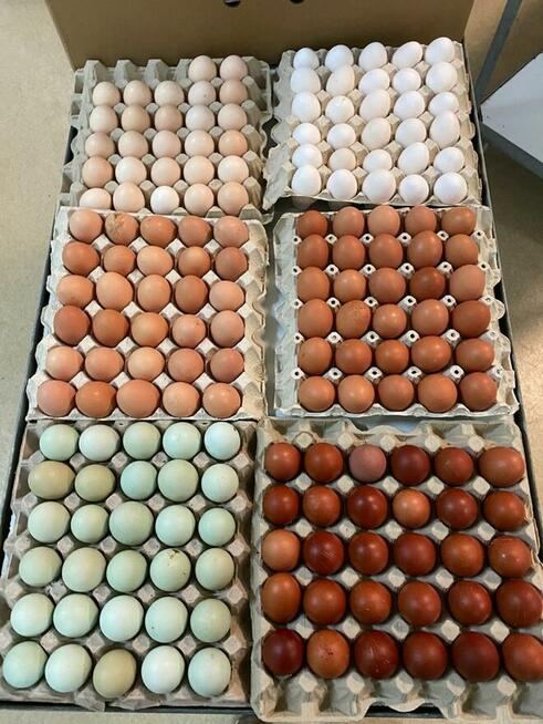 Kaczka, perlica, redbarred, czarna, jarzębata, bojler, kurka