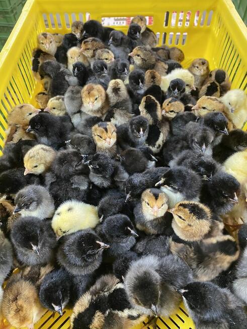 Kaczka, perlica, redbarred, czarna, jarzębata, bojler, kurka