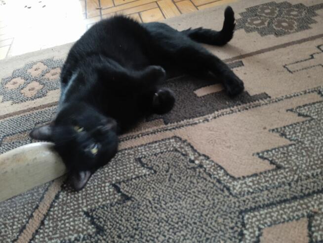 POMOCY!W nocy Dn.27/28 Marzec ZAGINĄŁ czarny kocur 2 letni!!