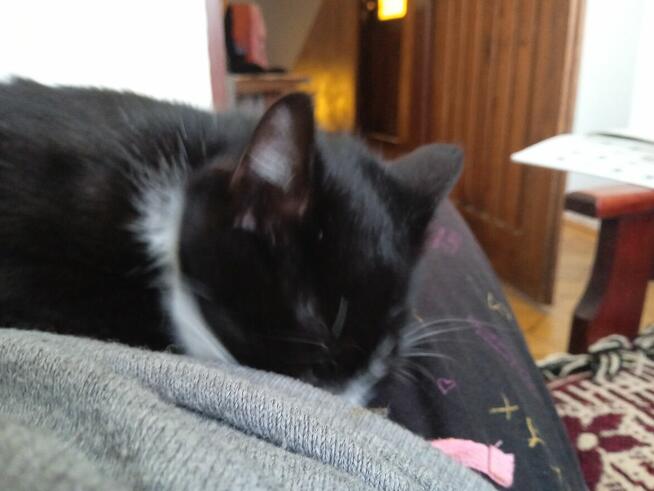 POMOCY!W nocy Dn.27/28 Marzec ZAGINĄŁ czarny kocur 2 letni!!