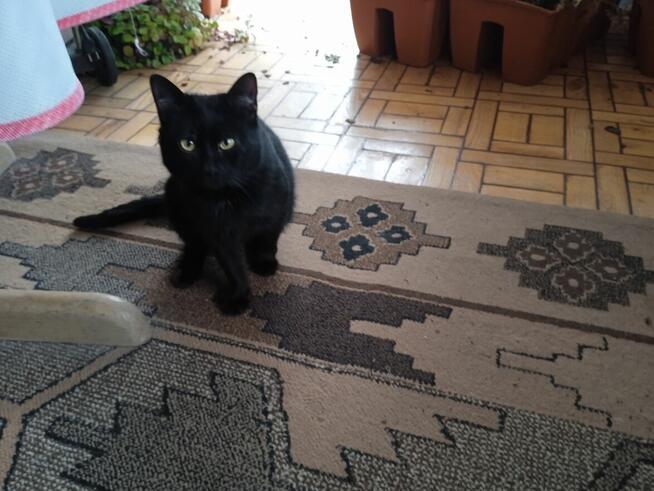 POMOCY!W nocy Dn.27/28 Marzec ZAGINĄŁ czarny kocur 2 letni!!