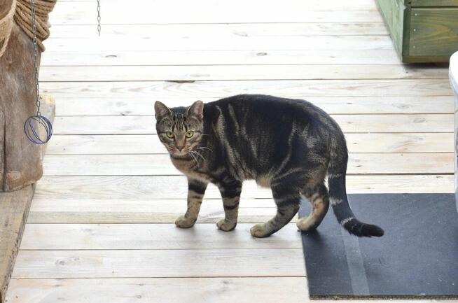 adoptuj ok 2 let.Rolkę likwidavcja DT w Bajonie-Wolontariusz