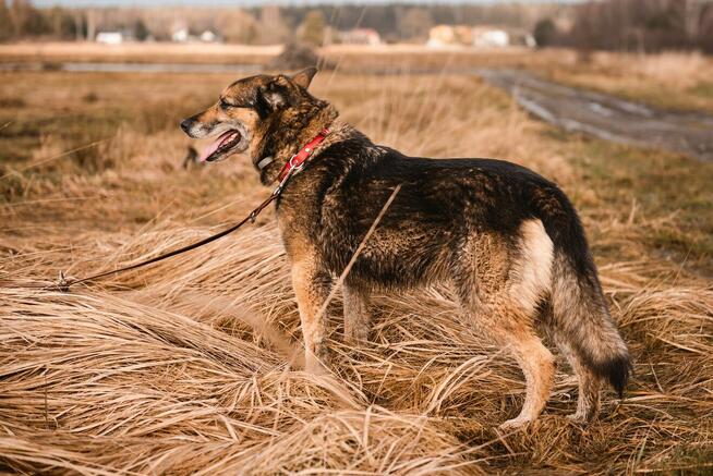 Sara jest z nami 6 lat. Ma za sobą powrót z nieudanej adopcj