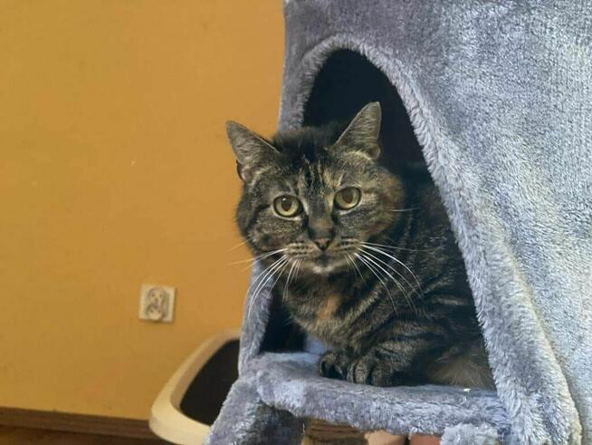 Cynaderka wyjątkowa ok 4 let.kotka prosi o dom -Wolontariusz