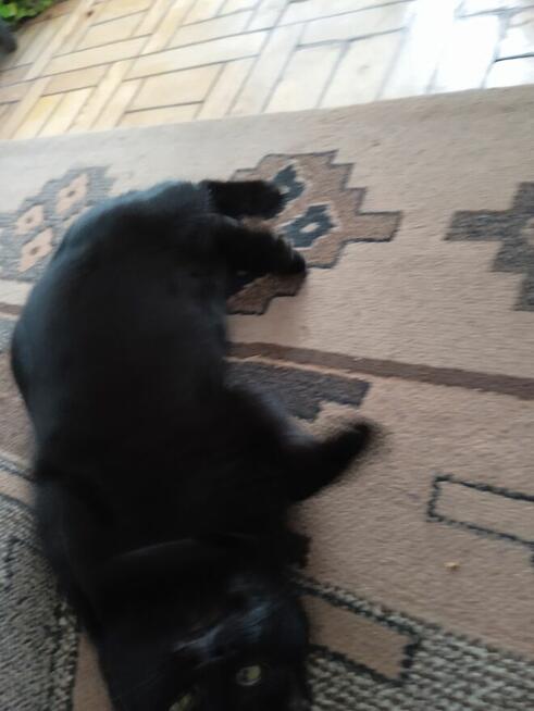 POMOCY!W nocy Dn.27/28 Marzec ZAGINĄŁ czarny kocur 2 letni!!