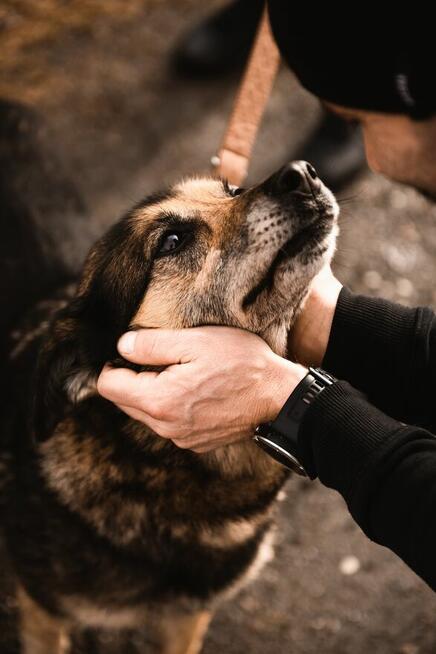 Sara jest z nami 6 lat. Ma za sobą powrót z nieudanej adopcj