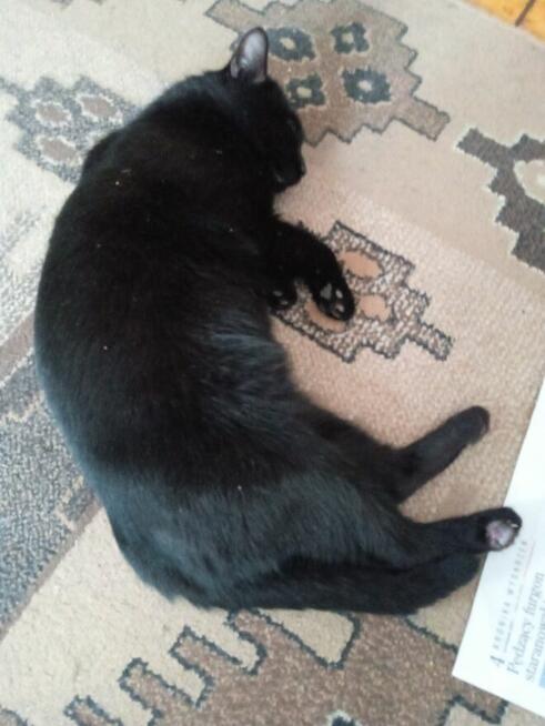 POMOCY!W nocy Dn.27/28 Marzec ZAGINĄŁ czarny kocur 2 letni!!