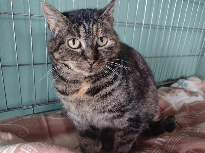 Cynaderka wyjątkowa ok 4 let.kotka prosi o dom -Wolontariusz