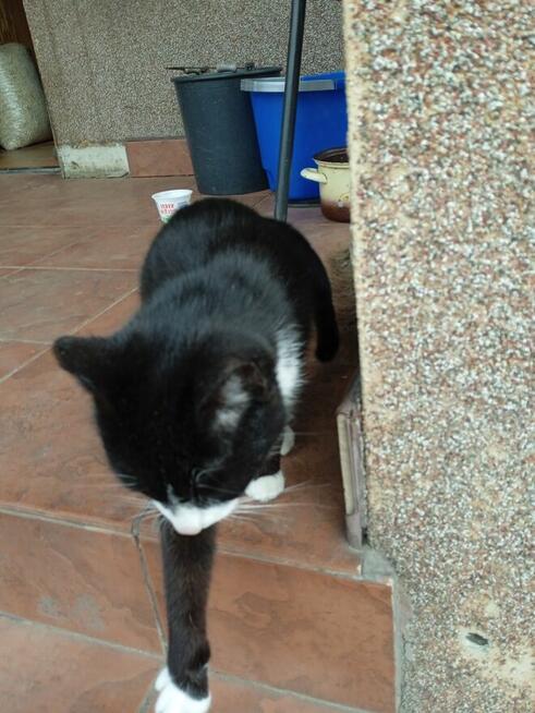 POMOCY!W nocy Dn.27/28 Marzec ZAGINĄŁ czarny kocur 2 letni!!