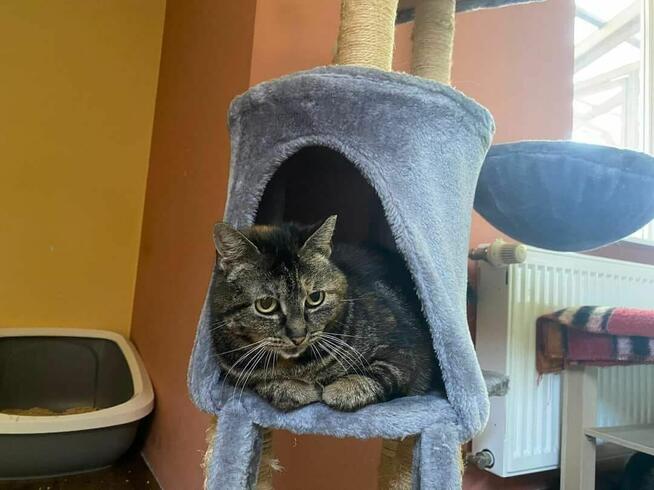 Cynaderka wyjątkowa ok 4 let.kotka prosi o dom -Wolontariusz