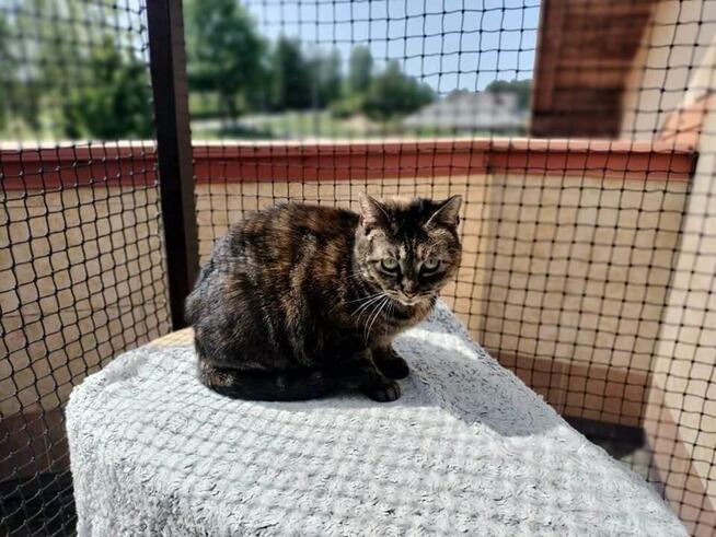 Cynaderka wyjątkowa ok 4 let.kotka prosi o dom -Wolontariusz