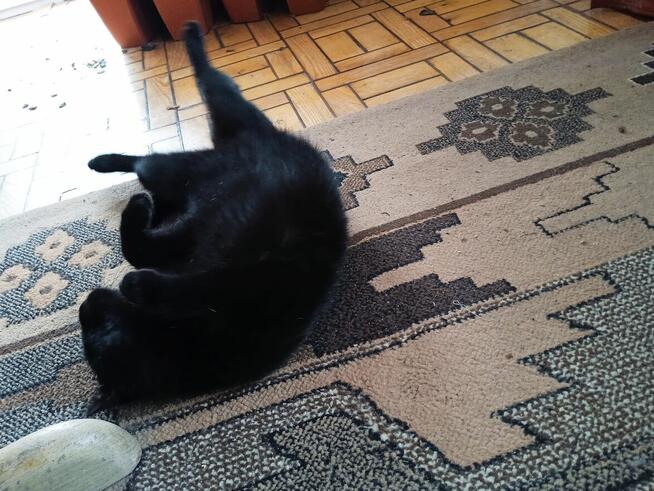 POMOCY!W nocy Dn.27/28 Marzec ZAGINĄŁ czarny kocur 2 letni!!