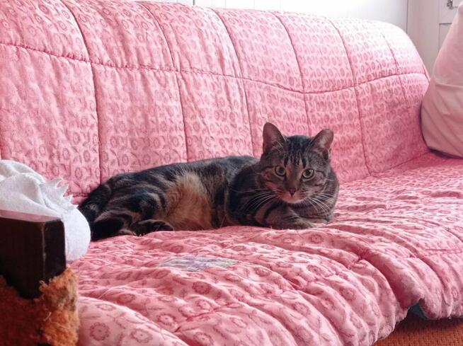 adoptuj ok 2 let.Rolkę likwidavcja DT w Bajonie-Wolontariusz