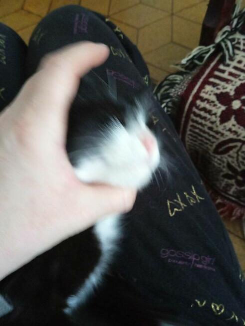 POMOCY!W nocy Dn.27/28 Marzec ZAGINĄŁ czarny kocur 2 letni!!