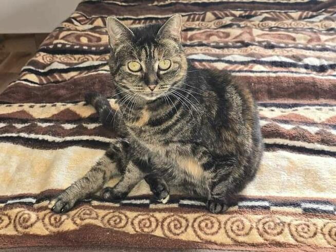 Cynaderka wyjątkowa ok 4 let.kotka prosi o dom -Wolontariusz