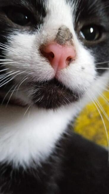 POMOCY!W nocy Dn.27/28 Marzec ZAGINĄŁ czarny kocur 2 letni!!