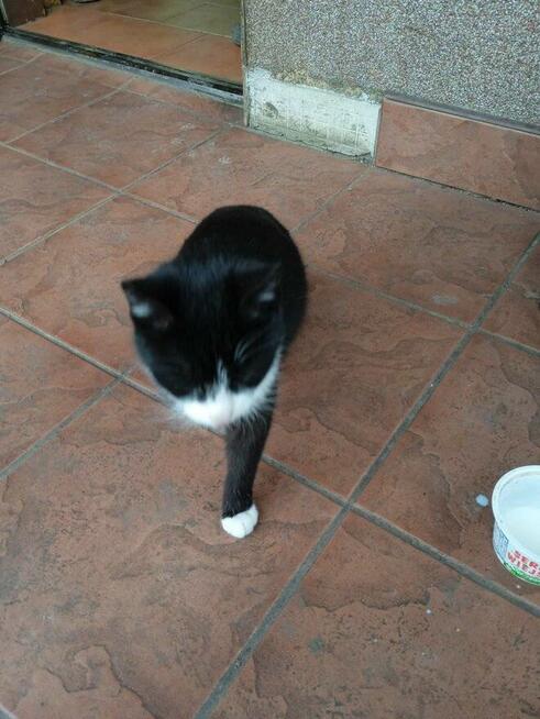 POMOCY!W nocy Dn.27/28 Marzec ZAGINĄŁ czarny kocur 2 letni!!