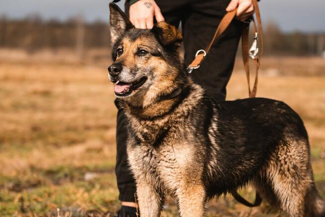 Sara jest z nami 6 lat. Ma za sobą powrót z nieudanej adopcj