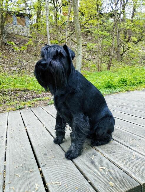 Sznaucer Średni Czarny SZCZENIĘTA FCI