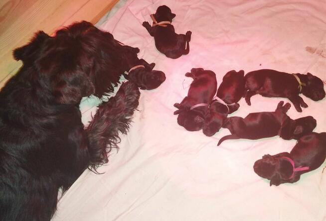 Sznaucer Średni Czarny SZCZENIĘTA FCI