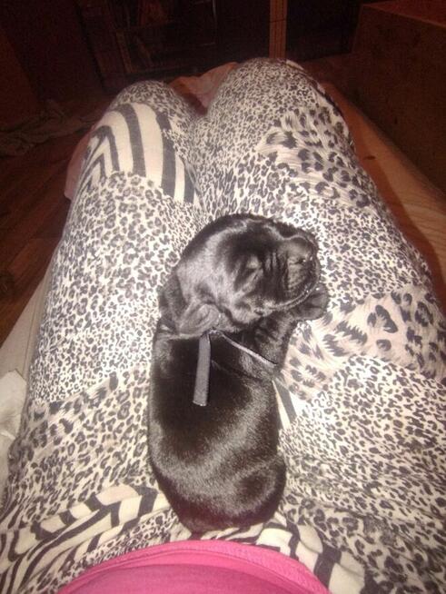 Sznaucer Średni Czarny SZCZENIĘTA FCI