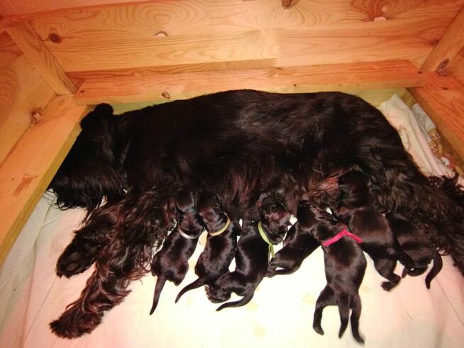 Sznaucer Średni Czarny SZCZENIĘTA FCI