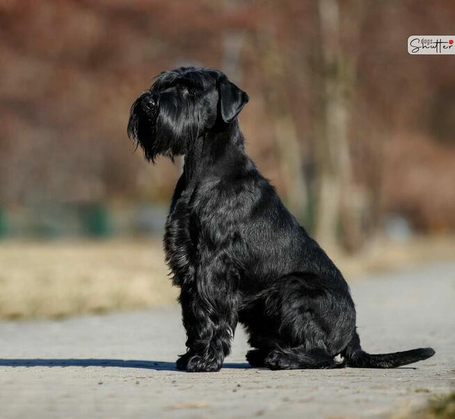 Sznaucer Średni Czarny SZCZENIĘTA FCI