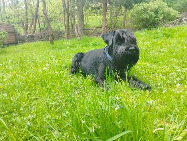 Sznaucer Średni Czarny SZCZENIĘTA FCI