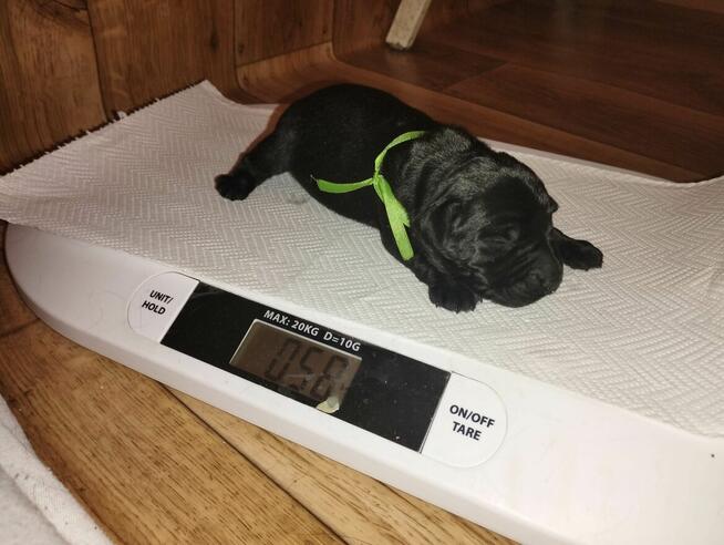 Sznaucer Średni Czarny SZCZENIĘTA FCI