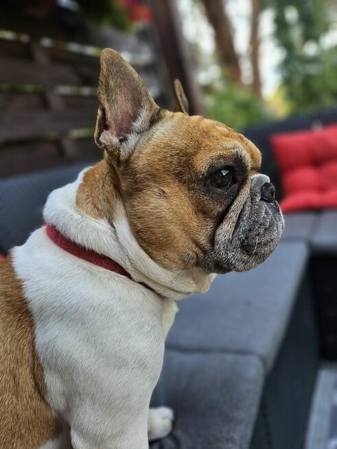 Buldog francuski reproduktor