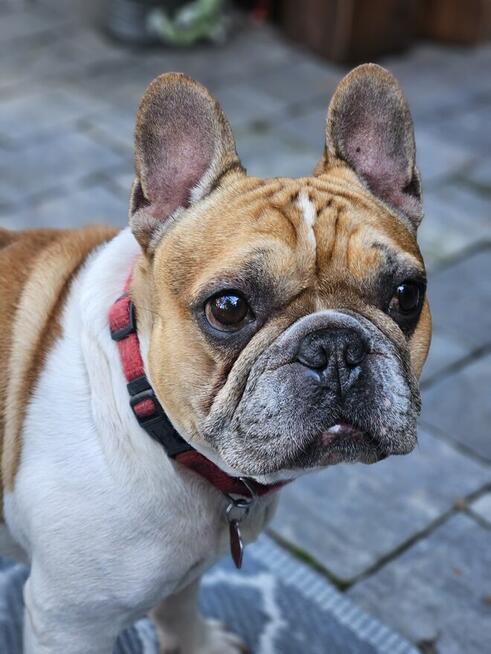 Buldog francuski reproduktor