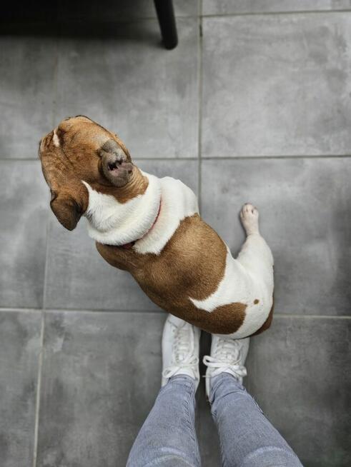 Buldog francuski reproduktor