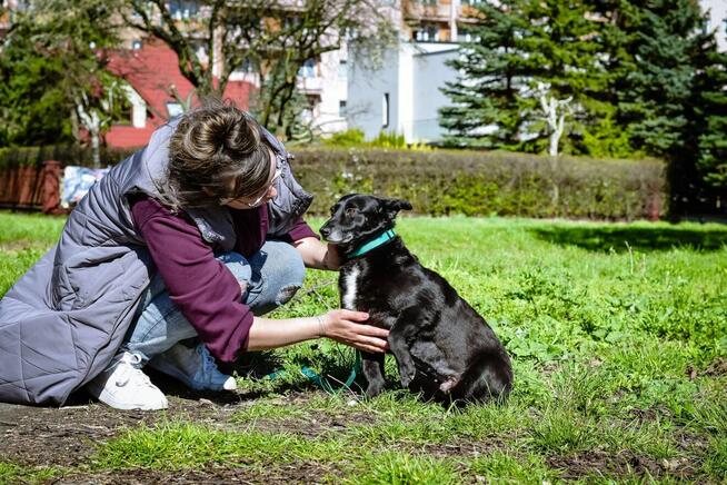 Mała czarna nieśmiała Wrona czeka na cierpliwy dom