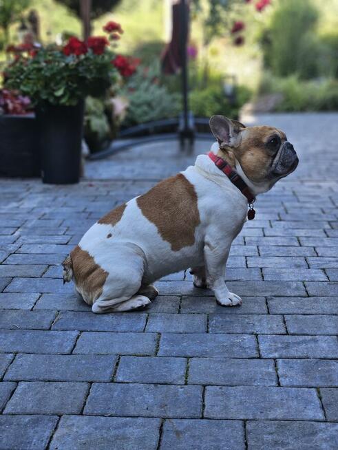 Buldog francuski reproduktor