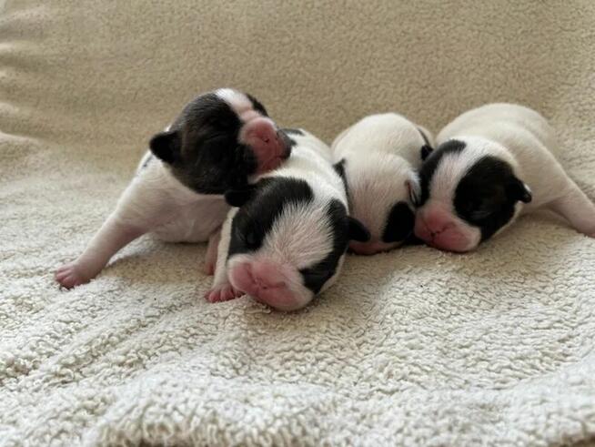 Buldog francuski reproduktor