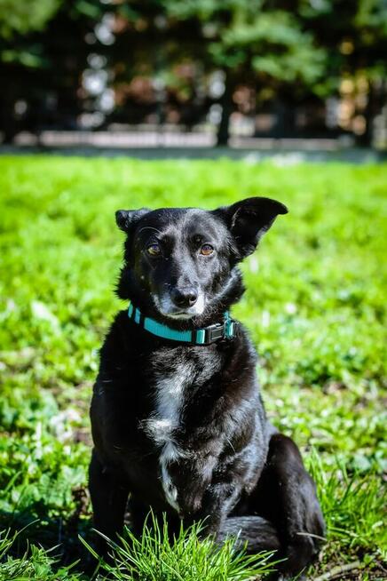 Mała czarna nieśmiała Wrona czeka na cierpliwy dom