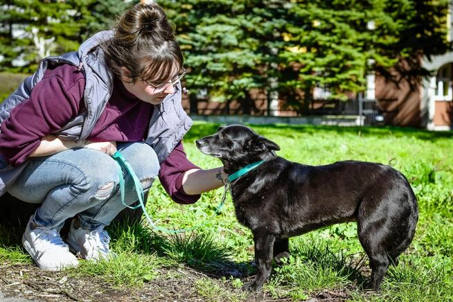 Mała czarna nieśmiała Wrona czeka na cierpliwy dom