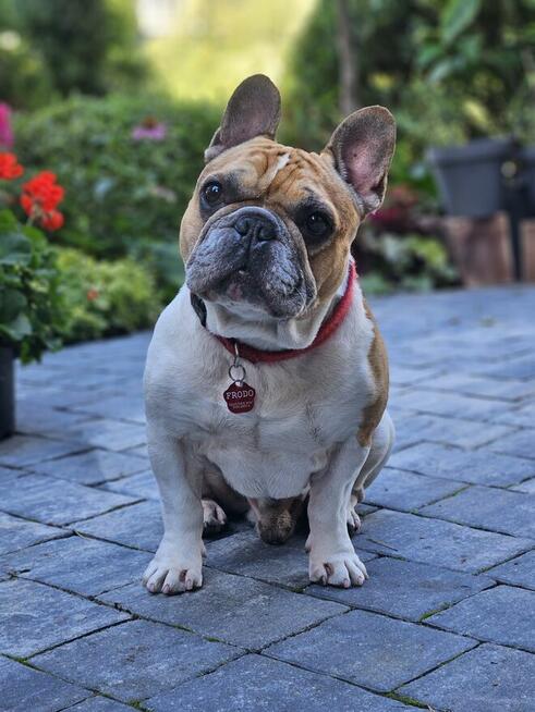 Buldog francuski reproduktor