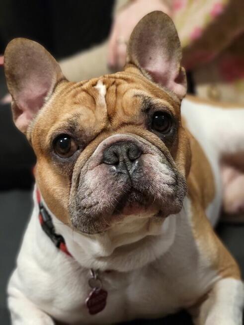 Buldog francuski reproduktor