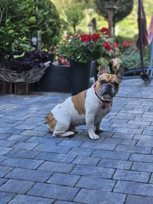 Buldog francuski reproduktor