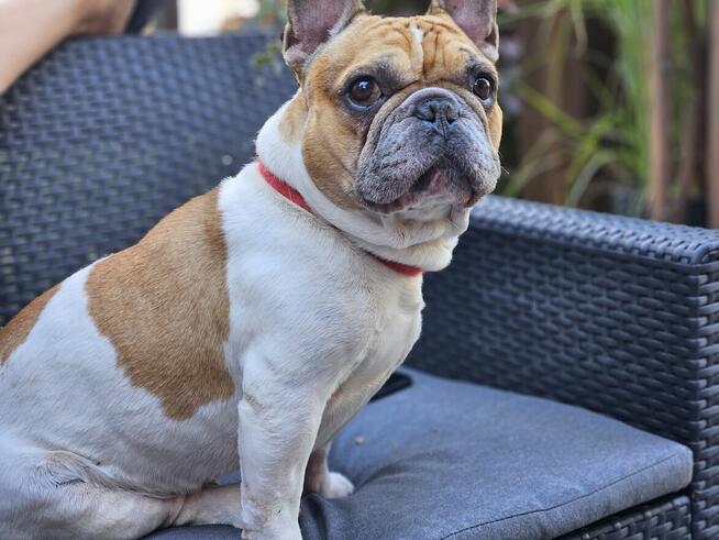 Buldog francuski reproduktor