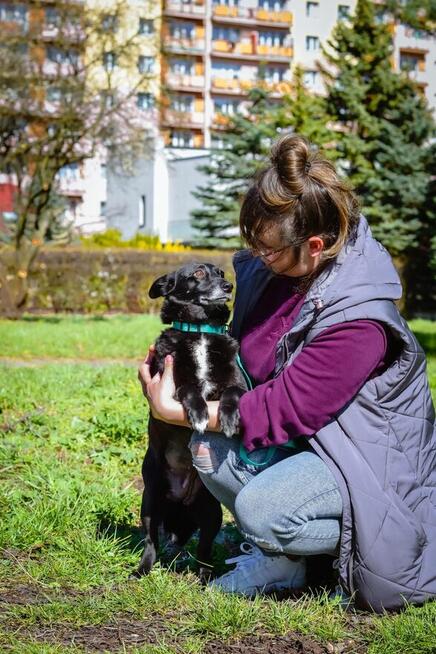 Mała czarna nieśmiała Wrona czeka na cierpliwy dom