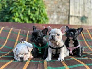 Buldog francuski reproduktor