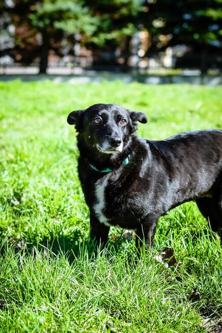 Mała czarna nieśmiała Wrona czeka na cierpliwy dom