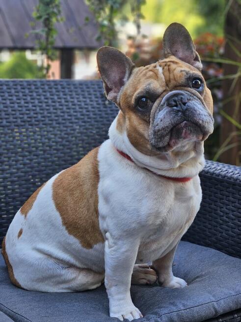 Buldog francuski reproduktor