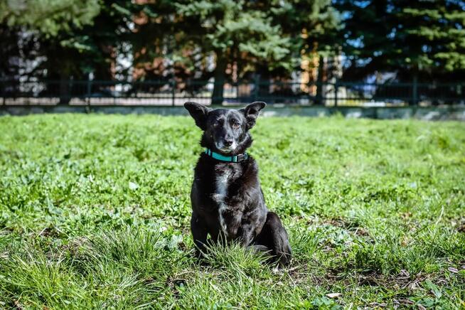 Mała czarna nieśmiała Wrona czeka na cierpliwy dom