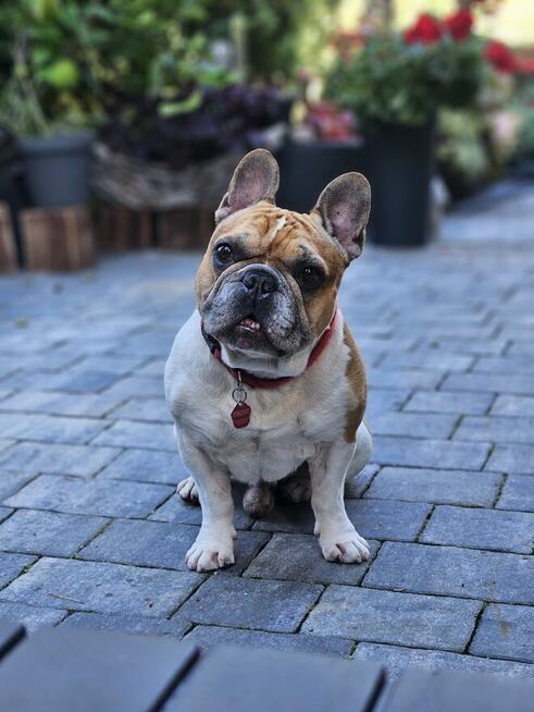 Buldog francuski reproduktor