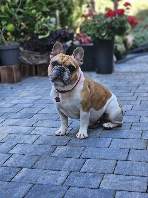 Buldog francuski reproduktor