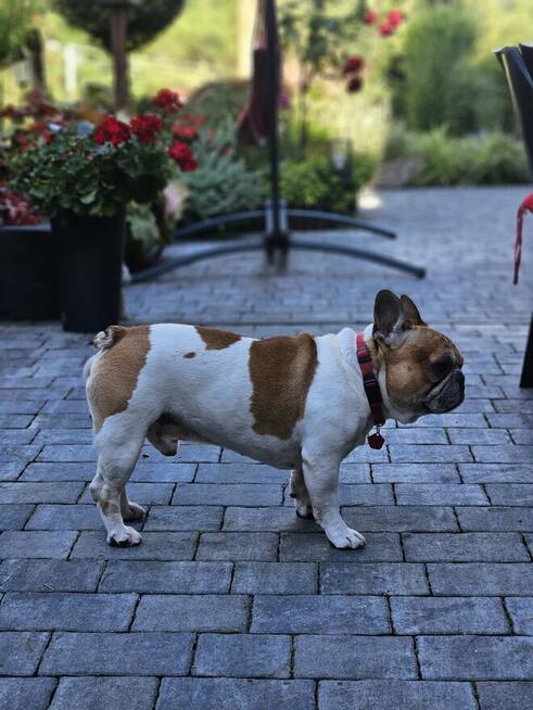 Buldog francuski reproduktor