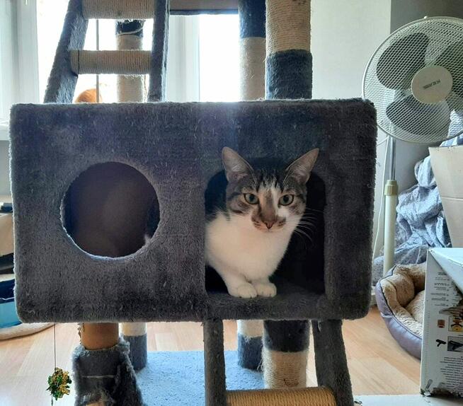 Piccolo kot do adopcji ze schroniska nieśmiały biało szary